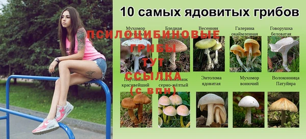 индика Вяземский