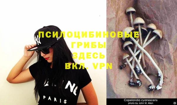 индика Вяземский